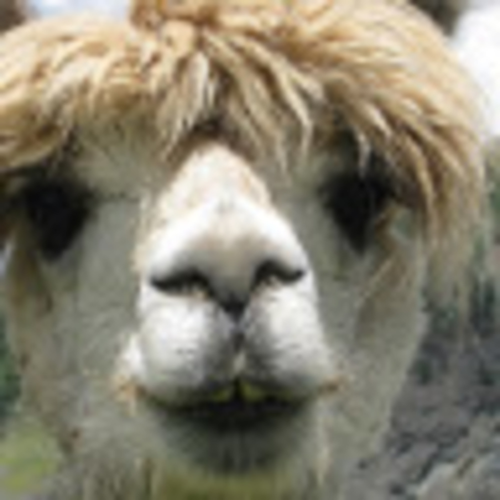 Meet your Posher, Rhonda